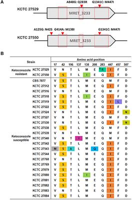 Genomic Multiplication and Drug Efflux Influence Ketoconazole Resistance in Malassezia restricta